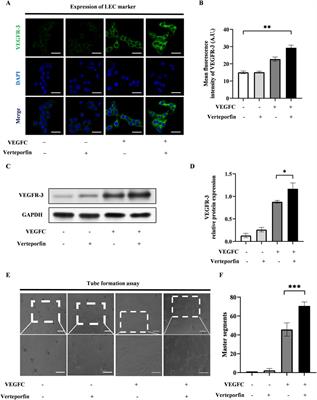 Engineering ADSCs by manipulating YAP for lymphedema treatment in a mouse tail model